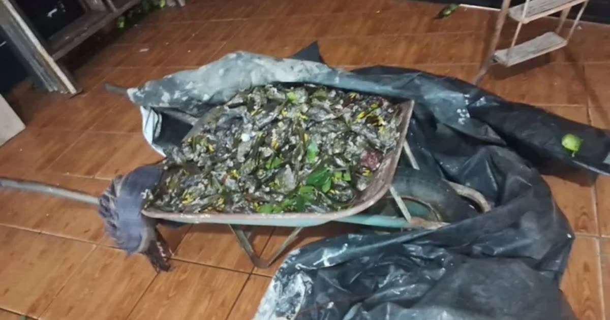 Temporal derruba árvore e deixa centenas de periquitos mortos em Colíder, MT