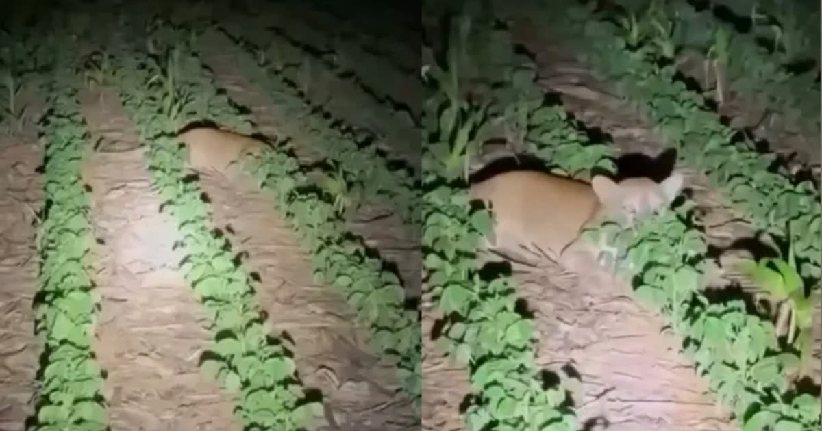 Onça-parda é flagrada em plantação de soja em Querência, MT